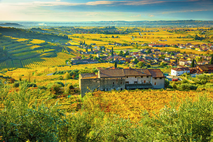 Italy, Veneto, Verona District, Valpolicella, Fumane, Typical Landscape, Vineyards #10 Digital Art by Olimpio Fantuz