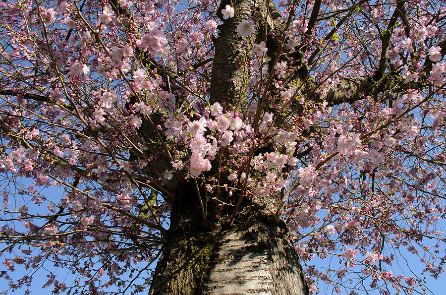 Japanese Flowering Cherry, Prunus Serrulata, Germany, Europe #10 Photograph by Foto Herzig