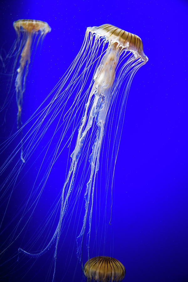 Japanese Jellyfish #10 Photograph by Kenny Thomas