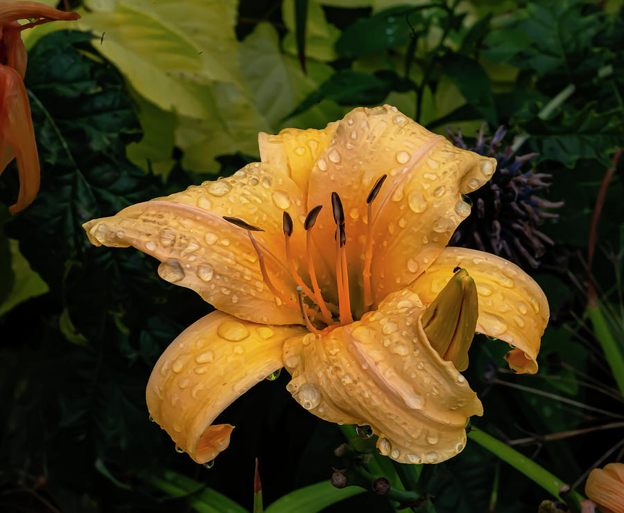 Lily and Raindrops #10 Photograph by Robert Ullmann