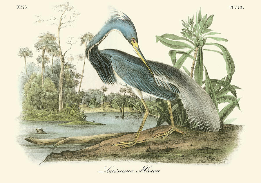 Bird Painting - Louisiana Heron #10 by John James Audubon