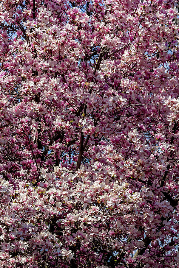 Magnolia Tree #10 Photograph by Robert Ullmann