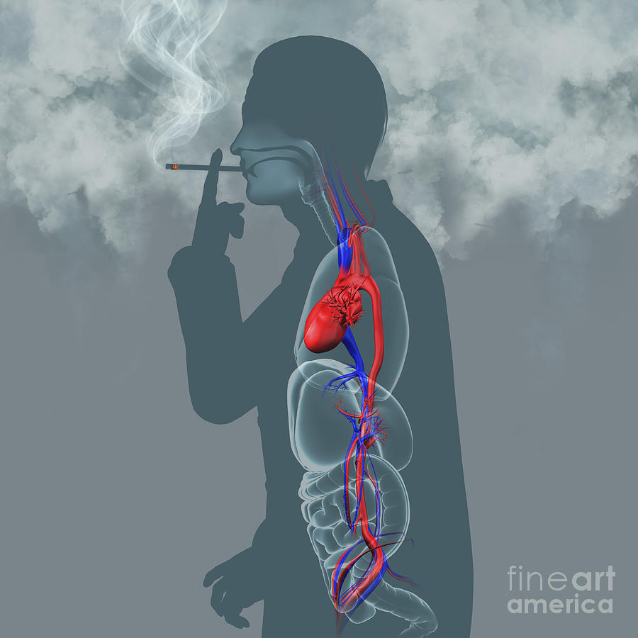 Man Smoking Cigarettes #10 Photograph by Fernando Da Cunha/science Photo Library
