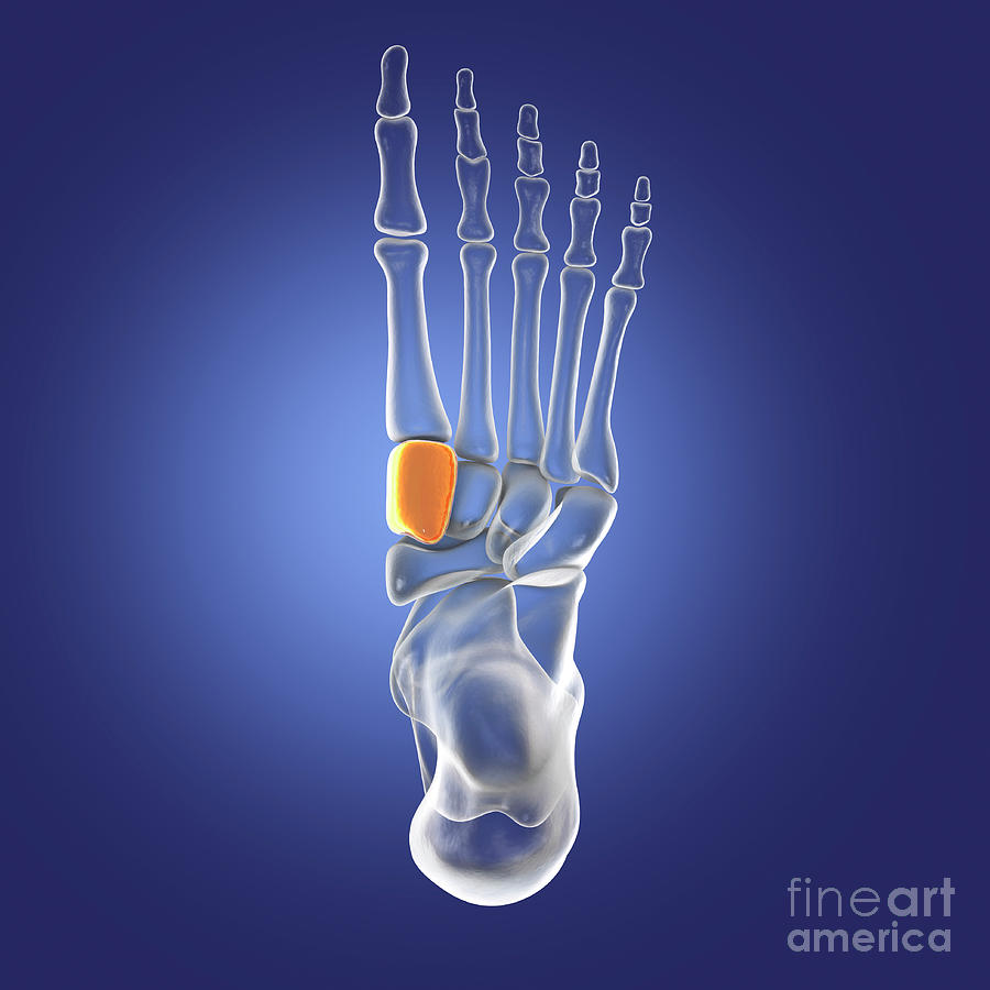 Medial Cuneiform Bone Photograph by Kateryna Kon/science Photo Library ...