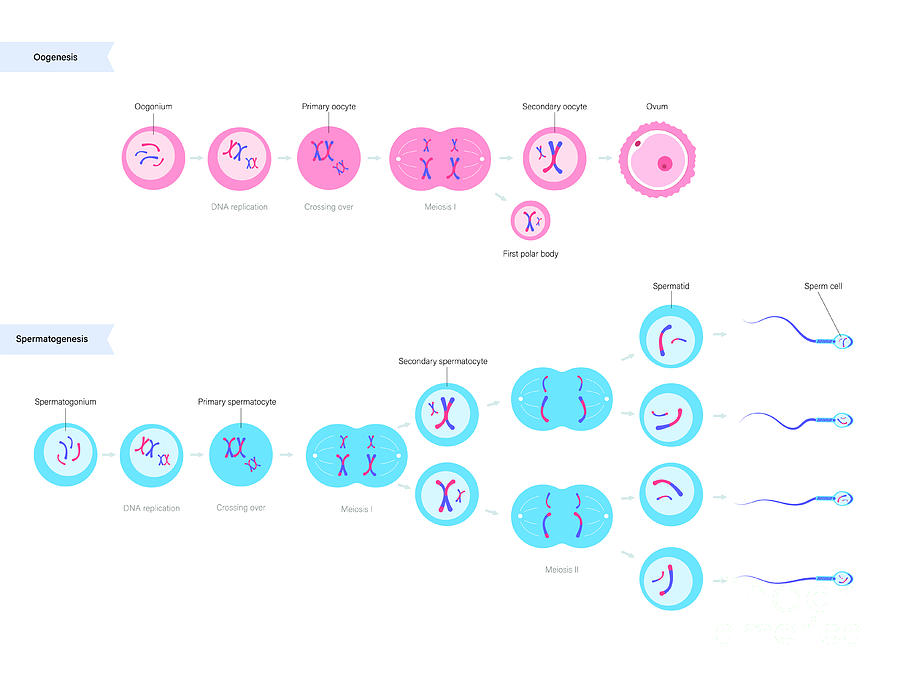 Mitosis Photograph by Pikovit / Science Photo Library - Fine Art America