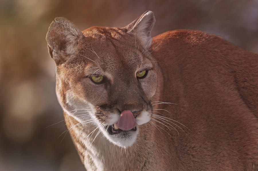 Mountain Lion #10 Photograph by Brian Cross
