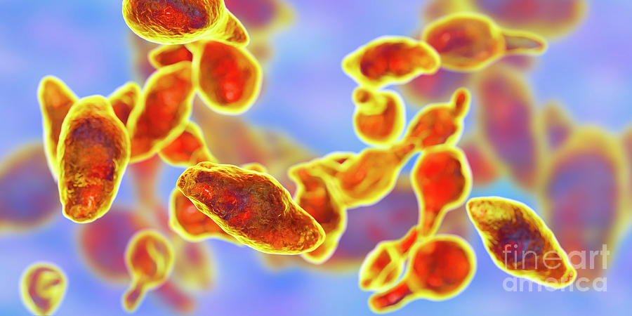 3 Dimensional Photograph - Mycoplasma Genitalium Bacteria #10 by Kateryna Kon/science Photo Library