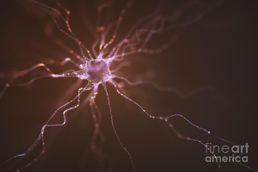 Nerve Cell #10 Photograph by Ktsdesign/science Photo Library