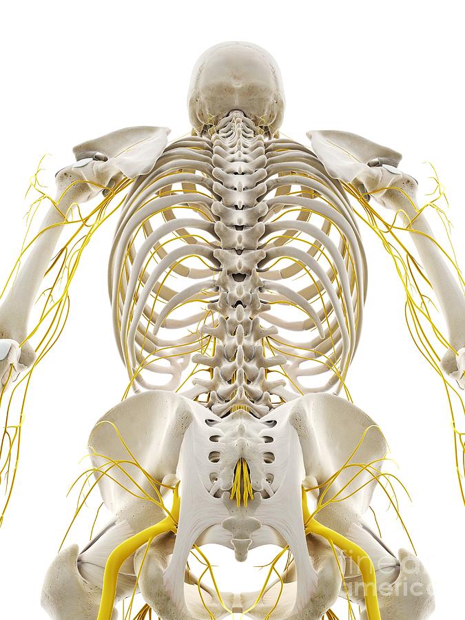 Nerves Of The Back Photograph by Sebastian Kaulitzki/science Photo ...