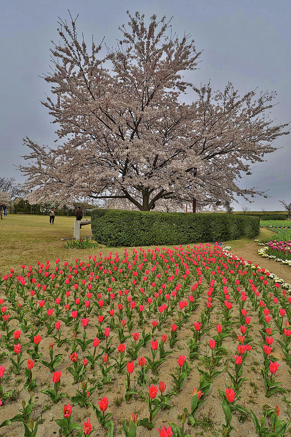 Niigata Japan Photograph By Paul James Bannerman