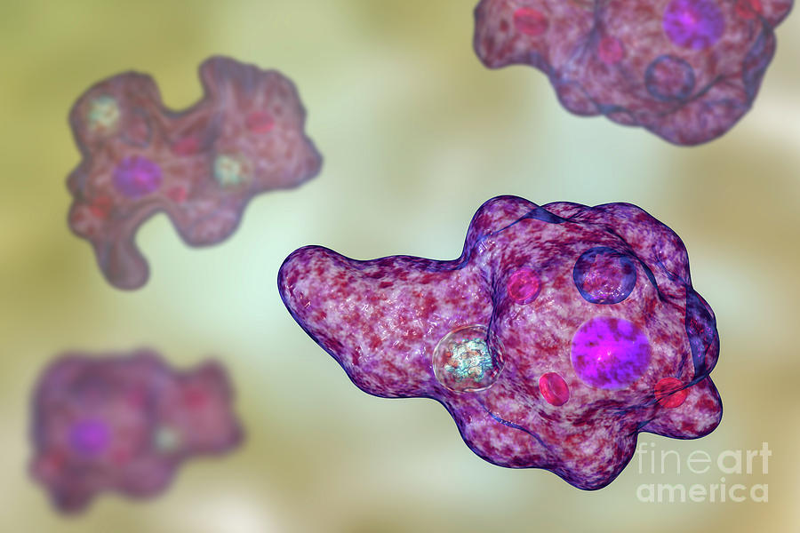 Parasitic Amoeba Photograph by Kateryna Kon/science Photo Library - Pixels