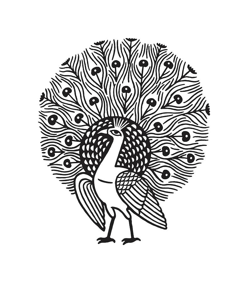 Peacock Drawing by CSA Images - Pixels