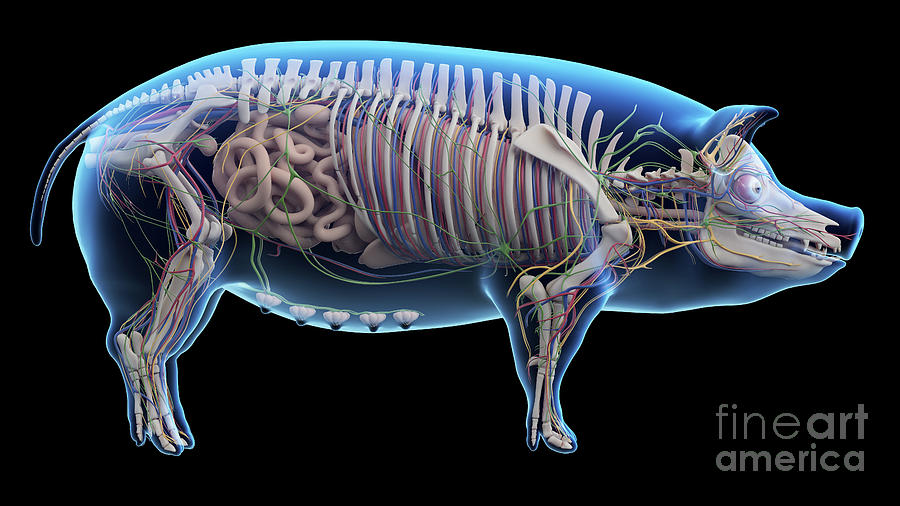 Pig Anatomy Photograph by Sebastian Kaulitzki/science Photo Library ...