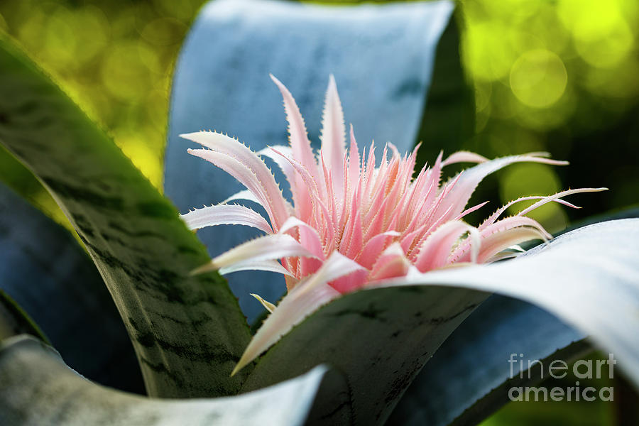 Pink Bromeliad Flower #10 Photograph by Raul Rodriguez
