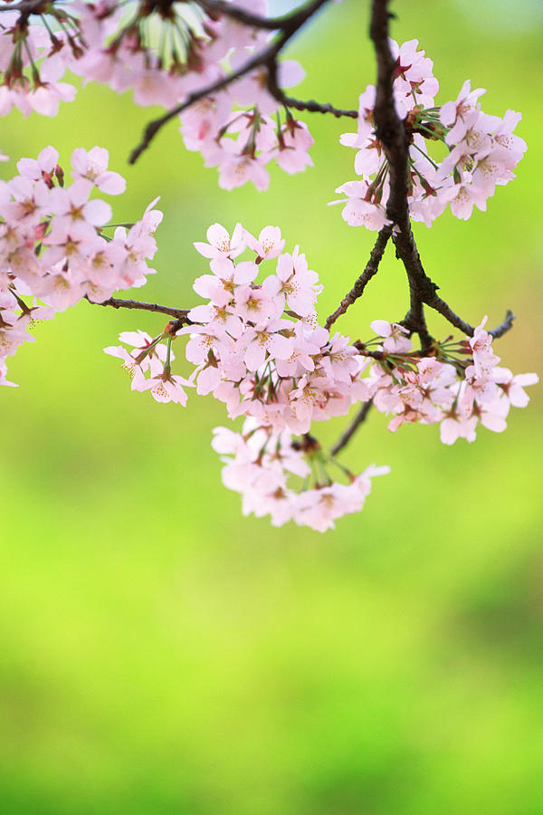 Pink Cherry Blossoms #10 Photograph by Ooyoo