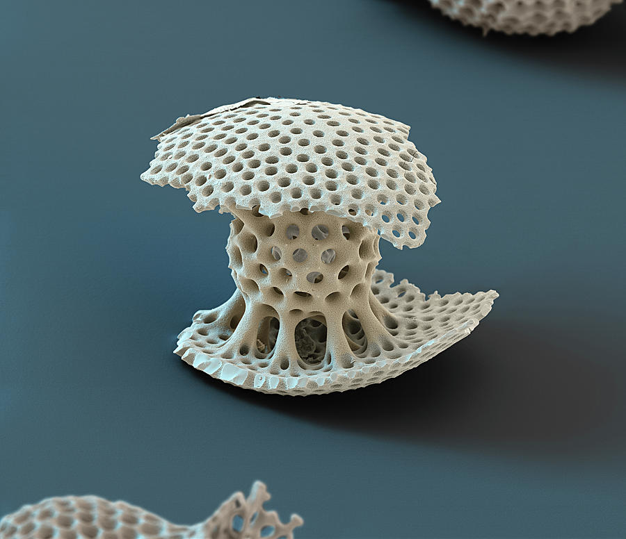 Radiolarian, Sem #10 Photograph by Oliver Meckes EYE OF SCIENCE