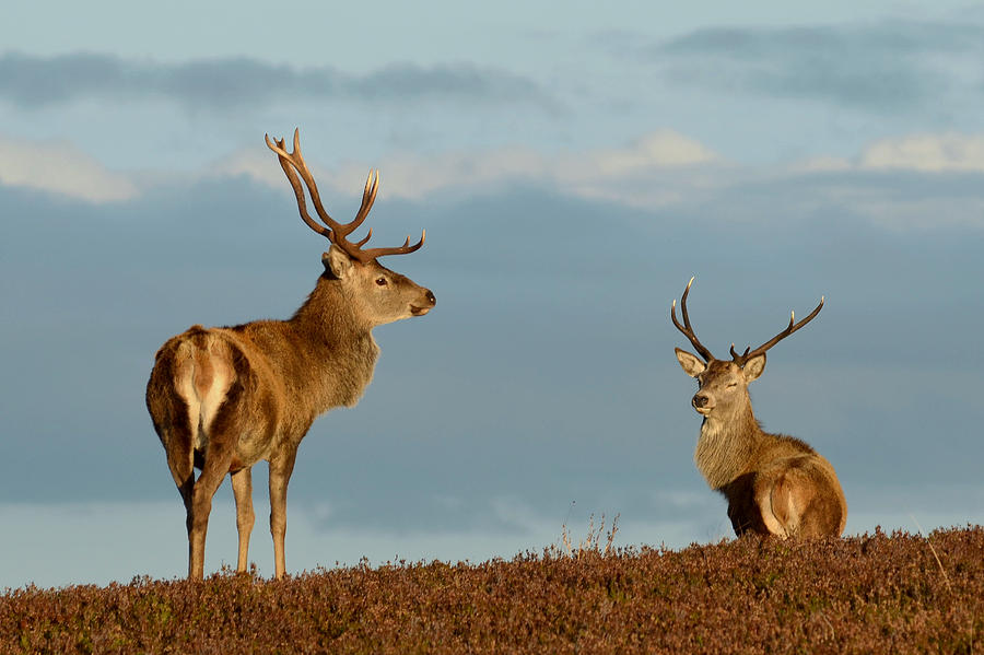 Red Deer Stags #10 Photograph by Gavin MacRae