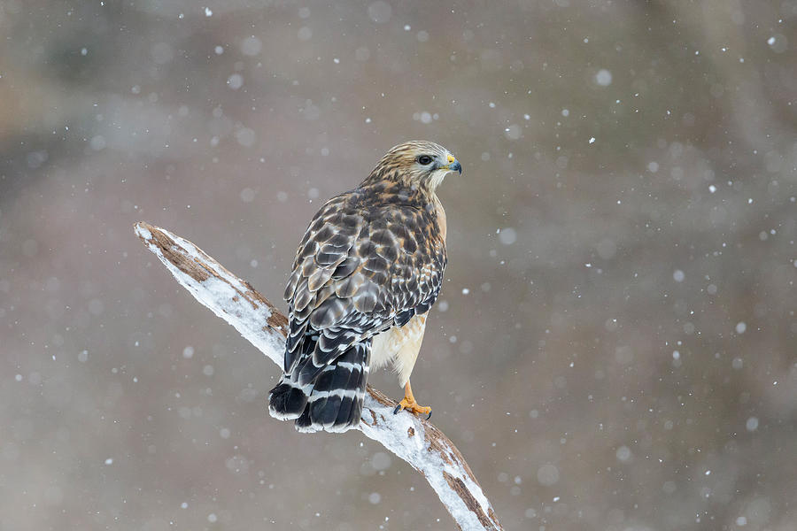 Red-shouldered Hawk Buteo Lineatus #10 Photograph by James Zipp