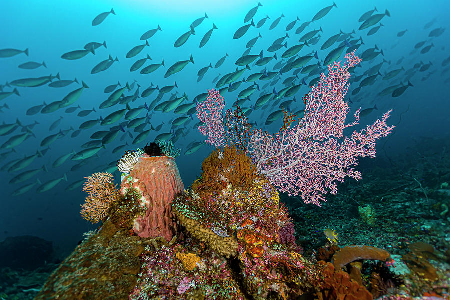 Reef Scene In Halmahera, Indonesia #10 Photograph by Bruce Shafer