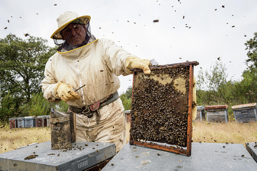 Rural And Natural Beekeeper, Working To Collect Honey From Hives 