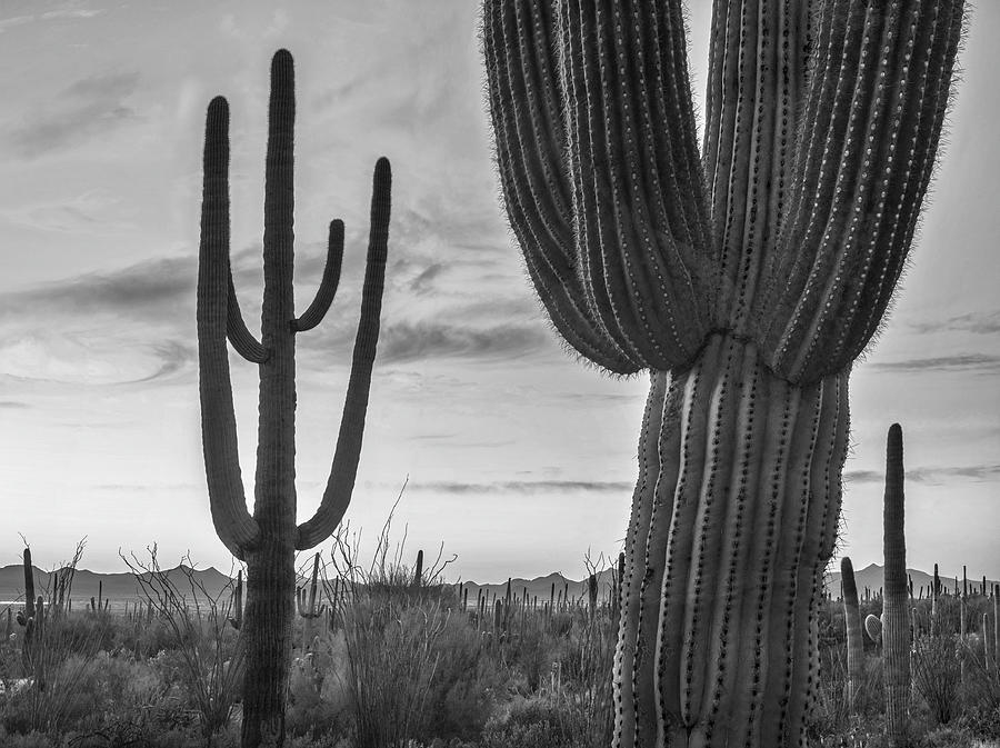 Saguaro Cacti, Arizona #10 Photograph by Tim Fitzharris