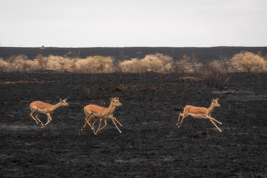 Nature Photograph - Savannah Burning #10 by Roberto Marchegiani