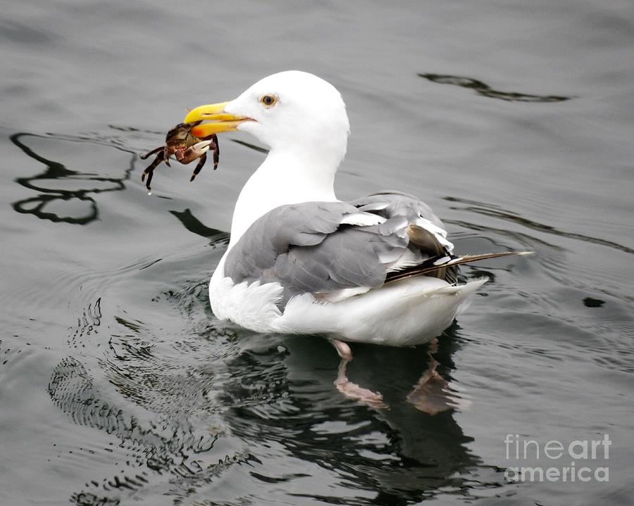 10 - Seagulls Do Forage Photograph by Linda Vanoudenhaegen