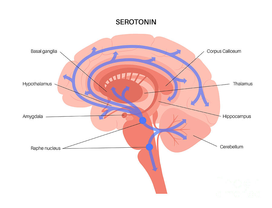 Serotonin Pathway In Brain #10 Photograph by Pikovit / Science Photo Library