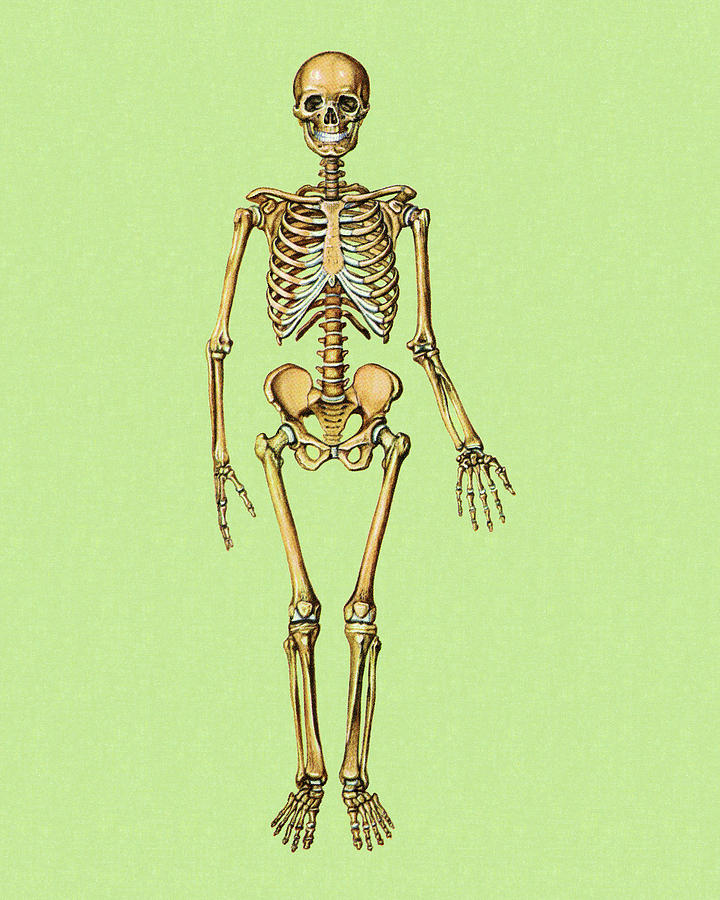 Halloween Drawing - Skeleton #10 by CSA Images