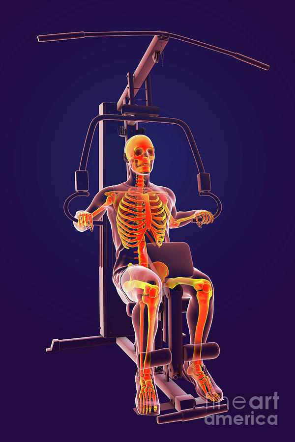 Man Photograph - Skeleton Training On A Hammer Strength Machine #10 by Kateryna Kon/science Photo Library