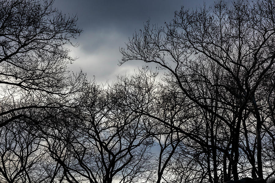 Sky Trees and Clouds #10 Photograph by Robert Ullmann