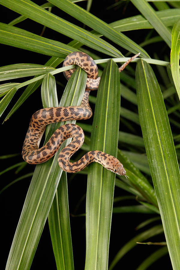 Spotted Python Antaresia Maculosa #10 Photograph by David Kenny