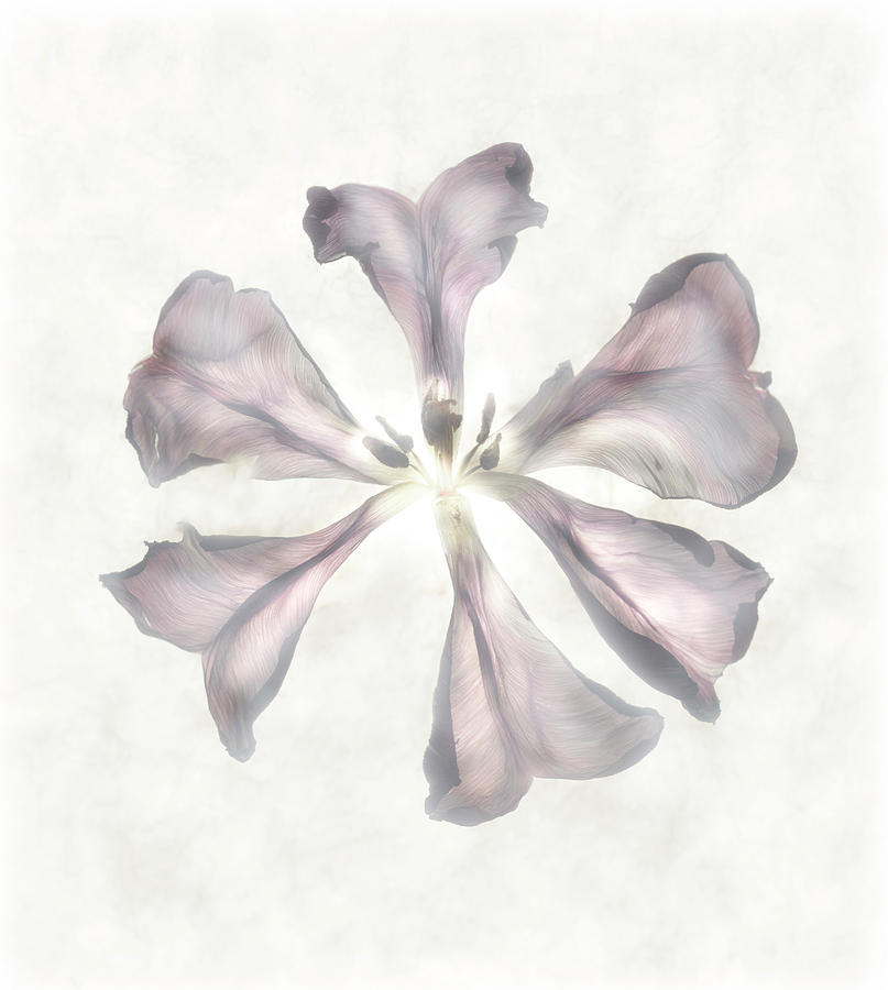 Still Life Of Flowers Photograph by Joyce Tenneson Still Life Of Flowers Photograph by Joyce Tenneson