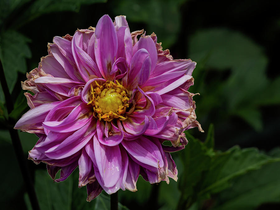 Summer Flower #10 Photograph by Robert Ullmann