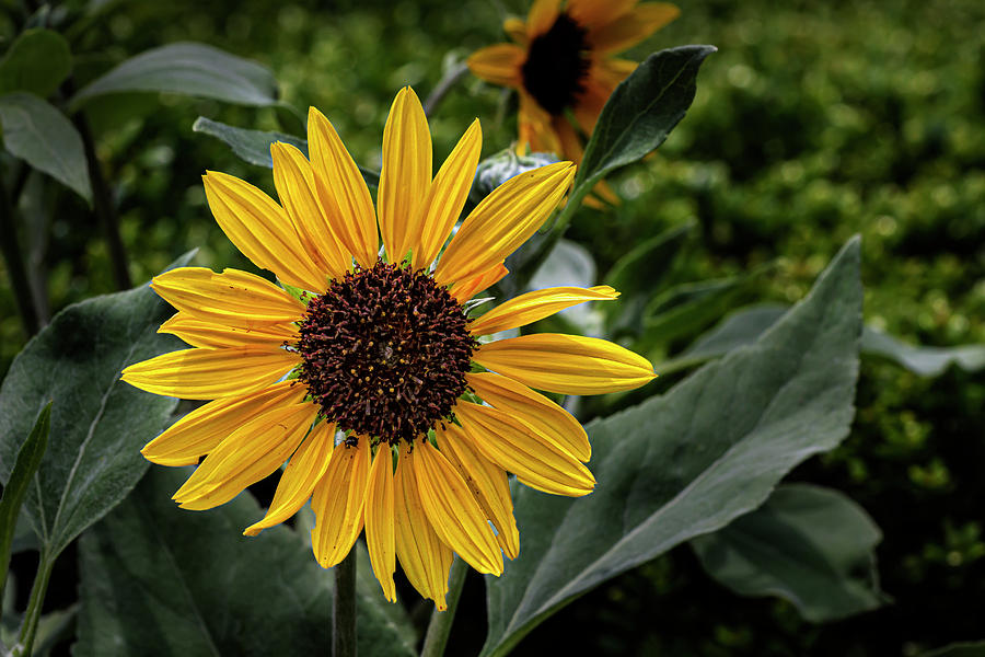 Sunflower #10 Photograph by Robert Ullmann