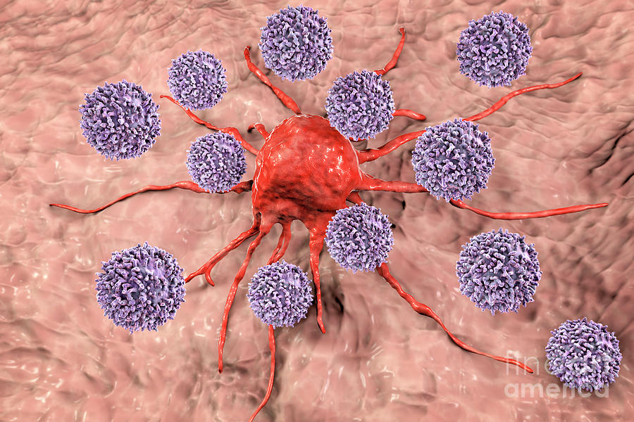 T-lymphocytes Attacking Cancer Cell #10 Photograph by Kateryna Kon/science Photo Library