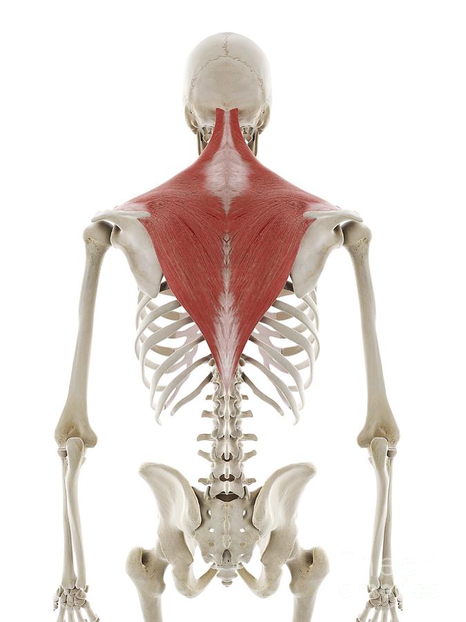 Gluteus Maximus Muscle #6 by Sebastian Kaulitzki/science Photo Library