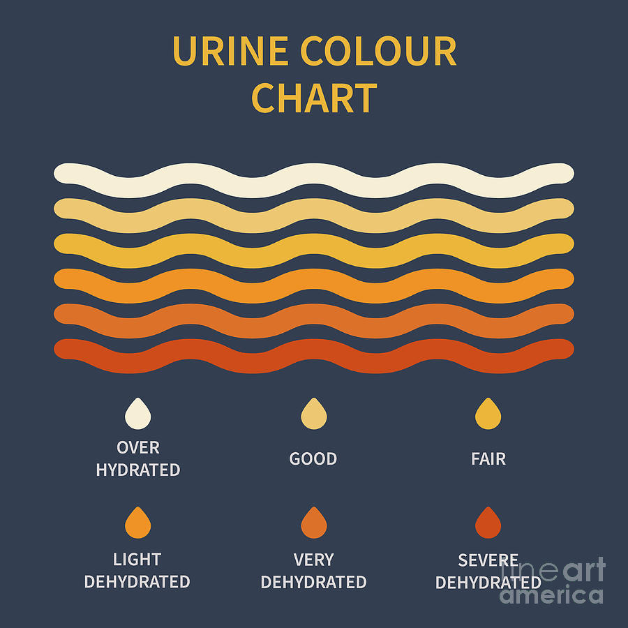 Urine Colour Chart Photograph By Art4stockscience Photo Library Pixels 1343