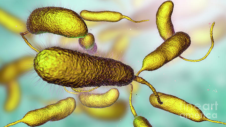 Bacteria Photograph - Vibrio Vulnificus Bacteria #10 by Kateryna Kon/science Photo Library