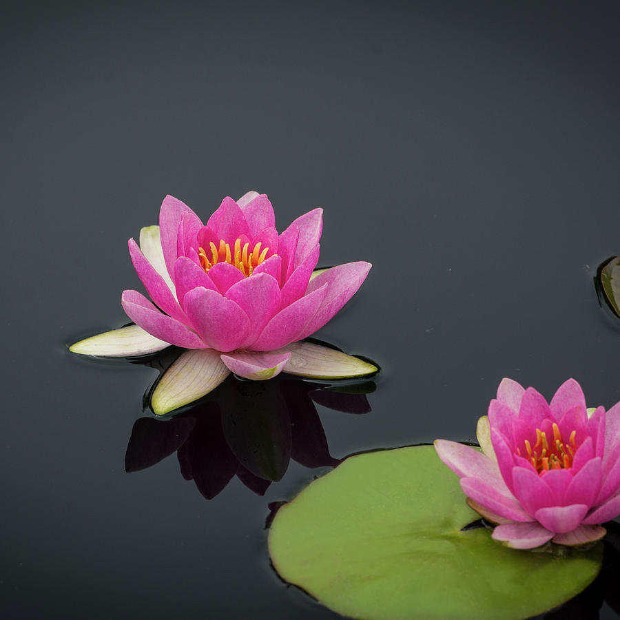 Water Lily also called Lotus flower. Photograph by Michael