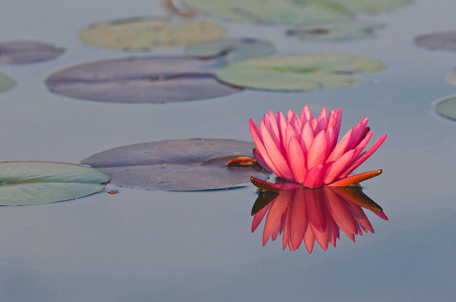 Waterlily Flower #10 Photograph by Michael Lustbader