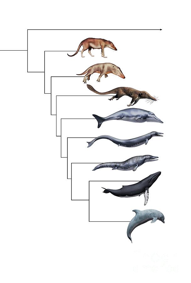 future evolution of whales