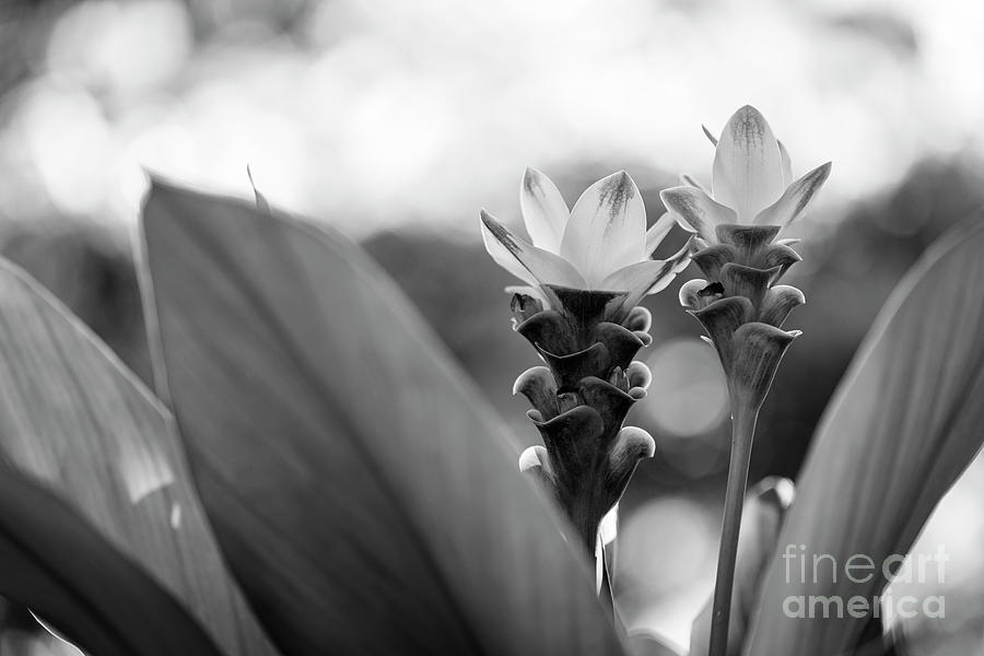 White Curcuma Flower Photograph by Raul Rodriguez