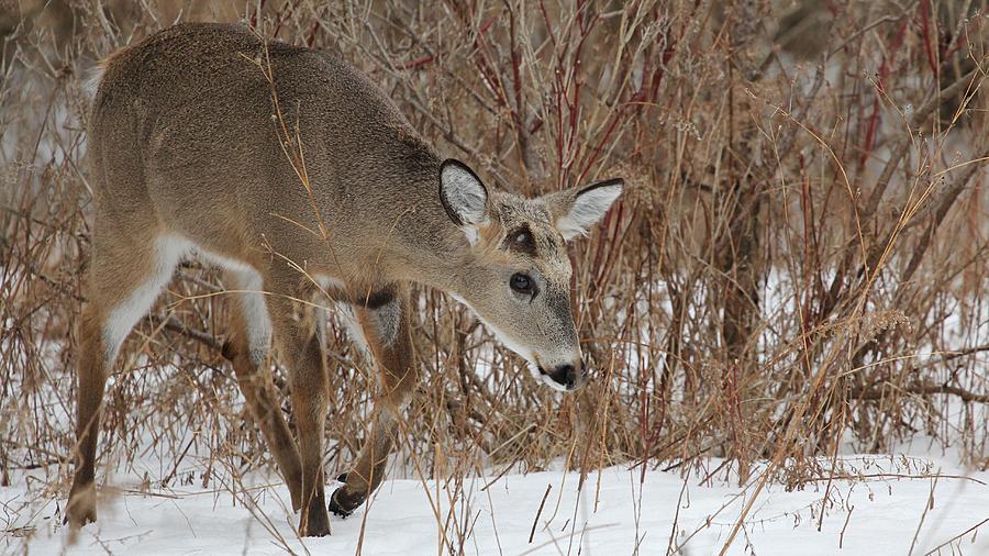 White Tailed Deer #10 Photograph by Davandra Cribbie