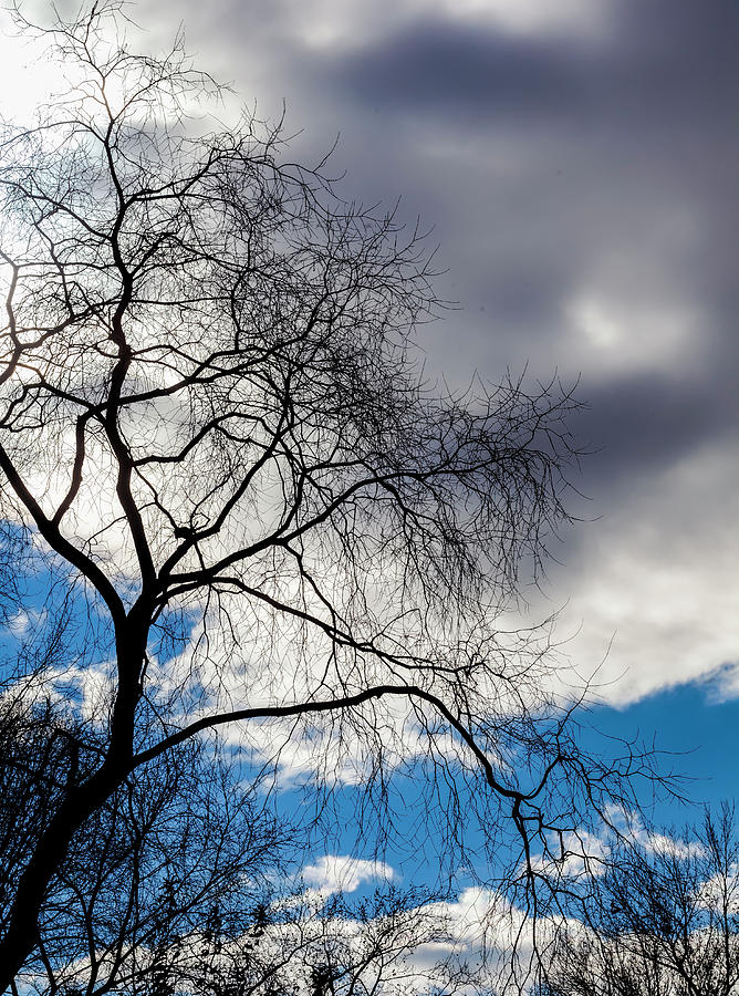 Winter Sky and Trees #10 Photograph by Robert Ullmann