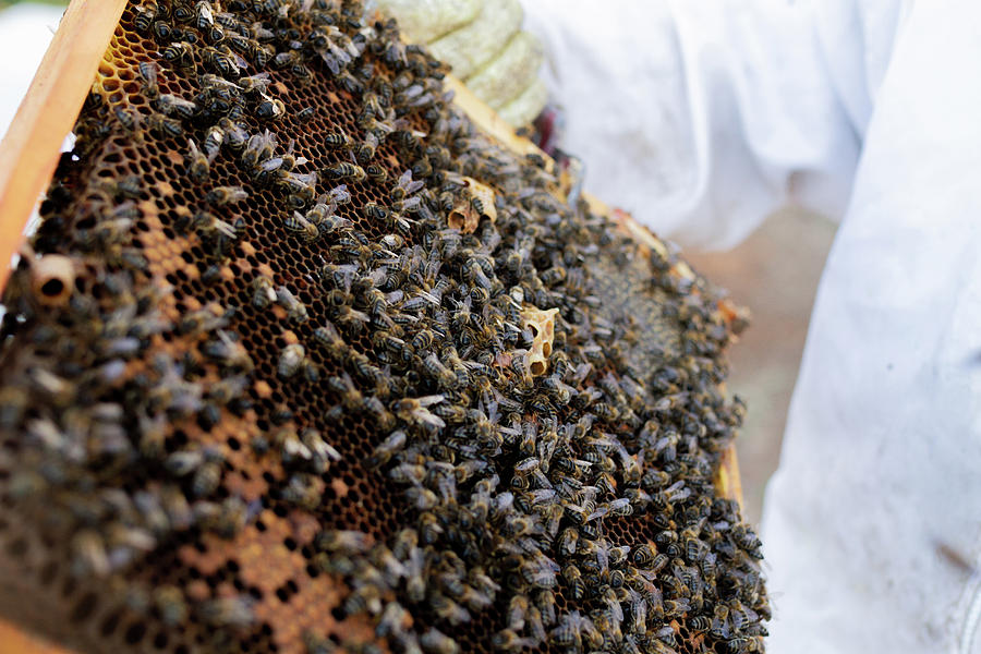 Woman In A Suit For Bees Photograph By Cavan Images - Fine Art America