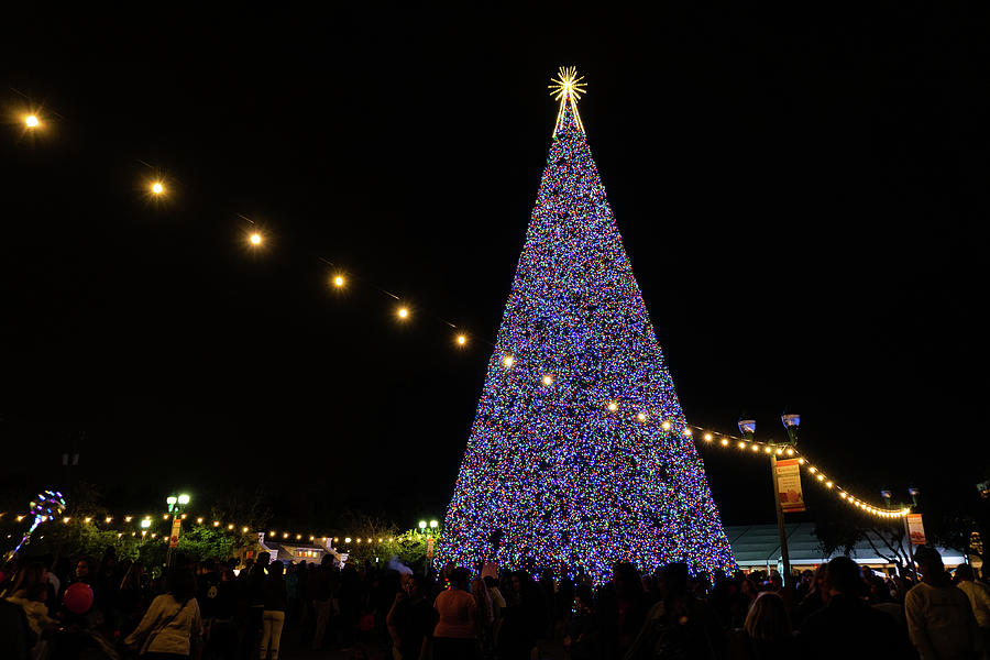 100 Foot Christmas Tree Delray Beach Florida Photograph by Lawrence S Richardson Jr
