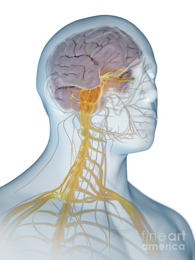 Nervous System #100 Photograph by Sebastian Kaulitzki/science Photo Library
