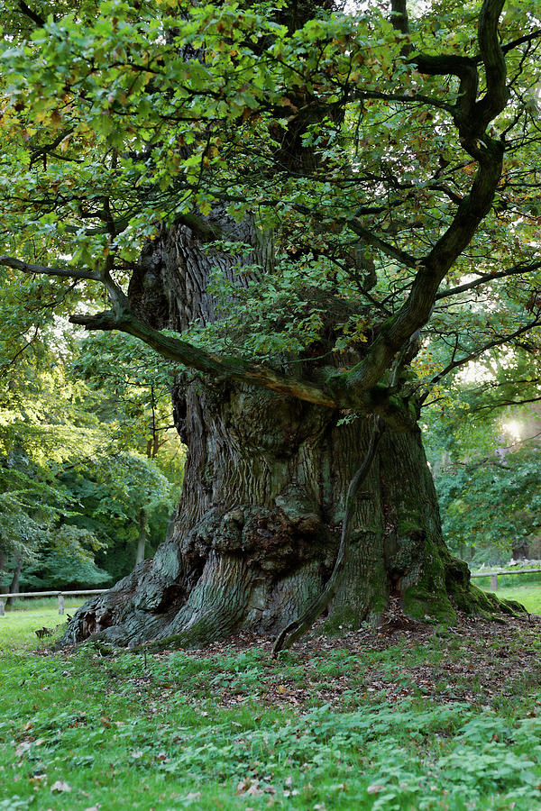 1000 Year Old Oak Tree, Ivenack, Mecklenburg Switzerland, Mecklenburg-vorpommern, Germany Photograph by Ulf Bttcher