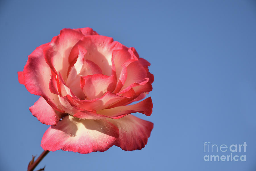Flower Photograph - 10113-colorful Rose by Elvira Ladocki